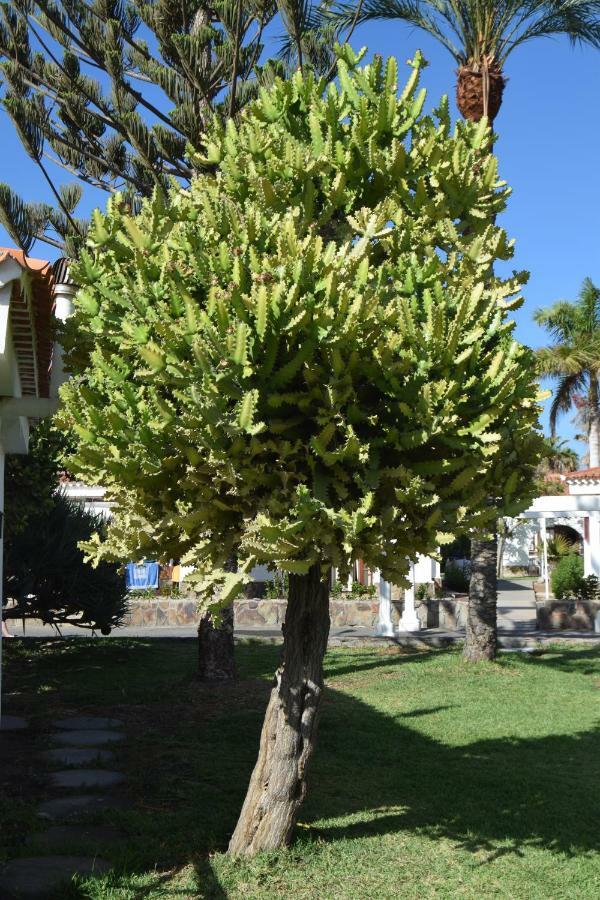 Parque Golf Fresh Apartment Maspalomas  Exterior photo